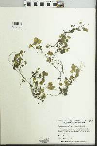 Cardamine longii image