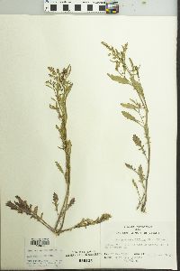 Rorippa sessiliflora image