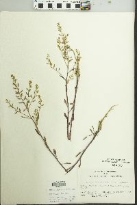 Rorippa sessiliflora image