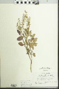 Rorippa sessiliflora image