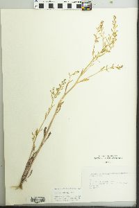 Rorippa sessiliflora image