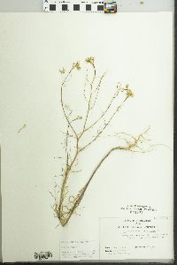 Sisymbrium altissimum image