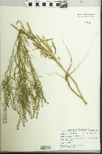 Lepidium densiflorum image