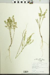 Lepidium densiflorum image