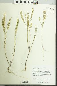 Lepidium densiflorum image