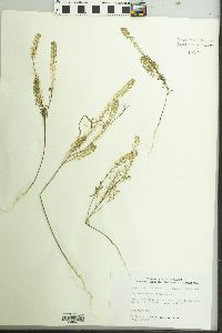 Lepidium densiflorum image