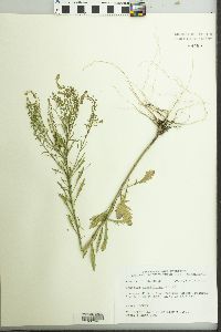 Lepidium densiflorum image