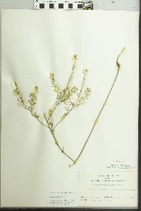 Lepidium densiflorum image