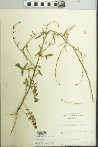 Sisymbrium officinale image