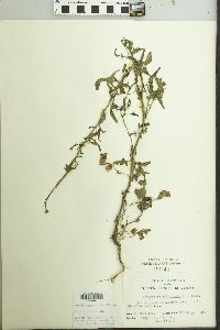 Sisymbrium officinale image