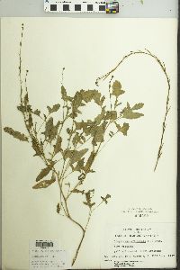 Sisymbrium officinale image