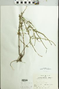 Sisymbrium officinale image