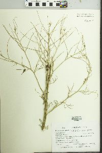 Sisymbrium altissimum image