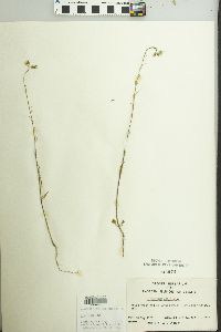 Sisymbrium altissimum image