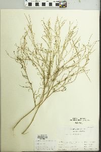 Sisymbrium altissimum image