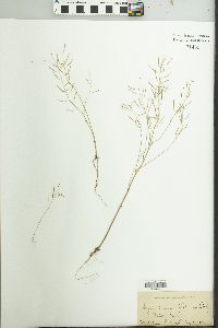 Arabidopsis thaliana image