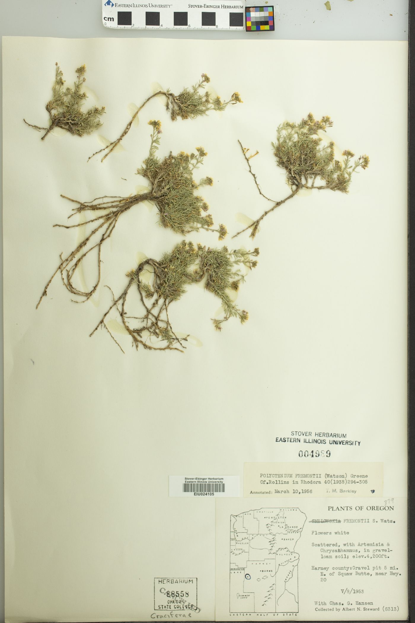 Polyctenium fremontii var. fremontii image