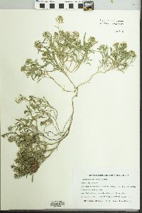 Lobularia maritima image