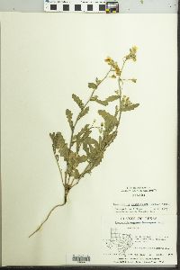 Paysonia grandiflora image