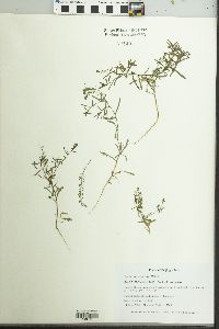 Lepidium apetalum image