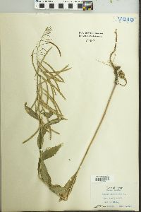 Borodinia canadensis image