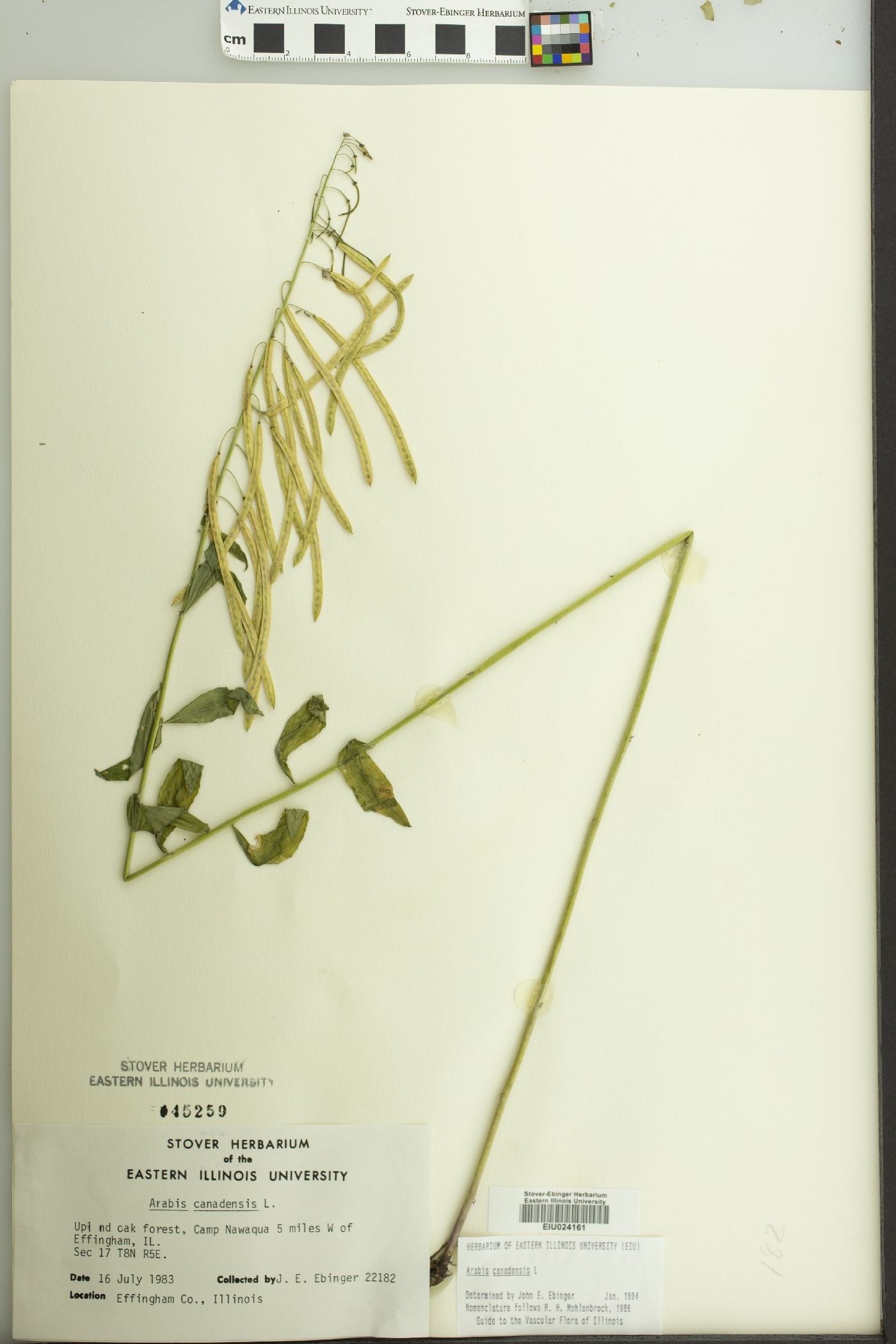 Borodinia canadensis image