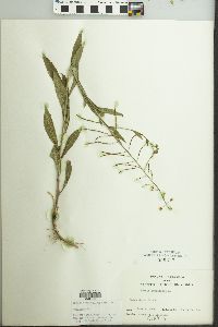 Borodinia canadensis image
