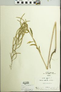 Borodinia canadensis image