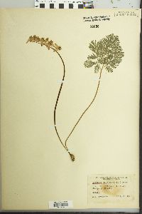 Dicentra cucullaria image