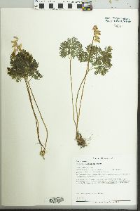 Dicentra cucullaria image