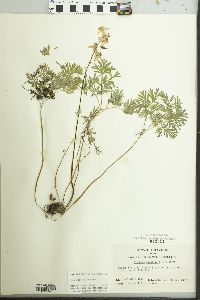 Dicentra cucullaria image