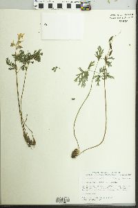 Dicentra cucullaria image