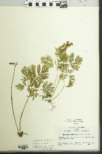 Dicentra canadensis image