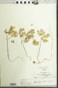 Dicentra cucullaria image