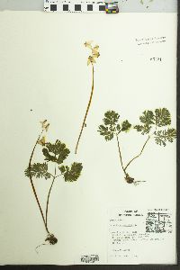 Dicentra cucullaria image