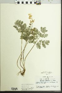 Dicentra cucullaria image