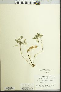 Dicentra cucullaria image