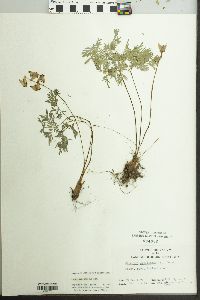 Dicentra cucullaria image