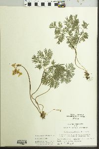 Dicentra cucullaria image