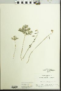 Dicentra cucullaria image