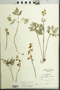 Dicentra cucullaria image