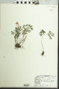 Dicentra cucullaria image