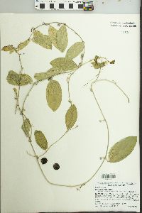 Passiflora suberosa image