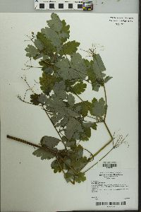 Chelidonium majus image