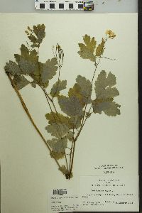 Chelidonium majus image