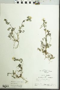 Corydalis flavula image