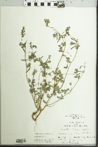 Corydalis flavula image