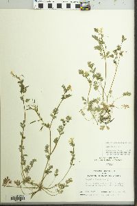 Corydalis flavula image