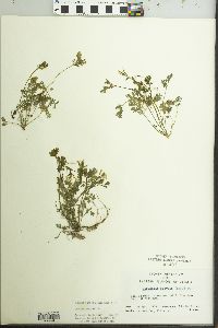 Corydalis flavula image