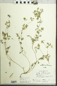 Corydalis flavula image